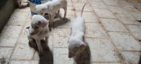 Rajapalayam Puppies for sale in St.Thomas Mount, Tamil Nadu, India. price: NA