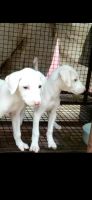 Rajapalayam Puppies for sale in Andakkapalayam, Coimbatore, Tamil Nadu, India. price: 8000 INR