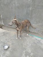 Rampur Greyhound Puppies for sale in Kanpur, Uttar Pradesh, India. price: 25000 INR