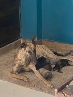 Rampur Greyhound Puppies Photos