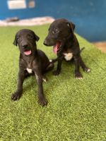 Rampur Greyhound Puppies Photos