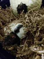Rat Rodents for sale in Montgomery, TX, USA. price: NA