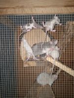 Rat Rodents for sale in Scottdale, PA 15683, USA. price: NA