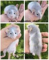 Rat Rodents for sale in Wildomar, CA, USA. price: NA