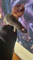 Rat Rodents for sale in Springfield, IL, USA. price: NA