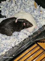 Rat Rodents for sale in West Ashley, Charleston, SC, USA. price: $80