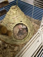 Rat Rodents for sale in Portland, OR, USA. price: $50