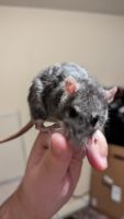 Rat Rodents Photos