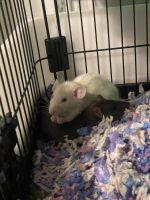 Rat Rodents for sale in Covington, KY, USA. price: NA