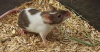 Rat Rodents for sale in Roanoke, IL 61561, USA. price: $25
