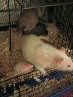 Rat Rodents for sale in Vero Beach, Florida. price: $200