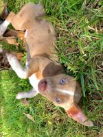 Rat Terrier Puppies for sale in Brooksville, FL 34601, USA. price: NA