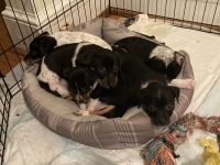 Rat Terrier Puppies for sale in Fredericksburg, VA 22401, USA. price: NA