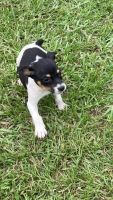 Rat Terrier Puppies for sale in Oakdale, LA 71463, USA. price: NA