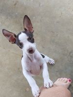 Rat Terrier Puppies for sale in Thorndale, TX 76577, USA. price: NA