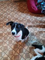 Rat Terrier Puppies for sale in Appleton, WI 54914, USA. price: NA