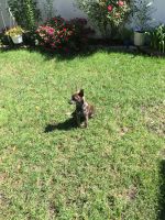 Rat Terrier Puppies for sale in 30 Golf Dr, Mays Landing, NJ 08330, USA. price: NA