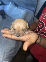 Rat Terrier Puppies for sale in 711 E Nelson Ave, North Las Vegas, NV 89030, USA. price: NA