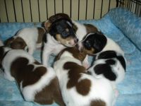 Rat Terrier Puppies for sale in Sebastopol, CA 95472, USA. price: NA