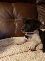 Rat Terrier Puppies for sale in Prunedale, CA, USA. price: NA