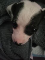 Rat Terrier Puppies for sale in 2605 Kennedy Ln, Texarkana, TX 75503, USA. price: NA