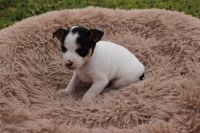 Rat Terrier Puppies for sale in Fredericksburg, TX 78624, USA. price: NA