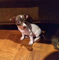 Rat Terrier Puppies for sale in Plymouth, CA 95669, USA. price: NA