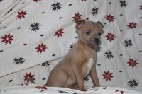 Rat Terrier Puppies for sale in Winthrop, Brasher Falls-Winthrop, NY, USA. price: NA