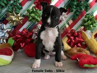 Rat Terrier Puppies for sale in Ramona, CA 92065, USA. price: NA