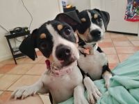 Rat Terrier Puppies for sale in Desert Hot Springs, CA 92240, USA. price: NA
