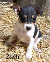 Rat Terrier Puppies for sale in Douglas, WY 82633, USA. price: NA
