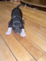 Rat Terrier Puppies for sale in Milwaukee, WI, USA. price: NA