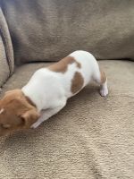 Rat Terrier Puppies for sale in Springerville, AZ, USA. price: NA