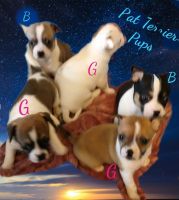 Rat Terrier Puppies for sale in Knoxville, TN, USA. price: NA