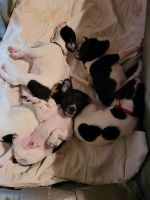 Rat Terrier Puppies for sale in Knoxville, IA 50138, USA. price: NA