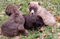 Rat Terrier Puppies for sale in Hardeeville, SC 29927, USA. price: NA