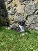 Rat Terrier Puppies for sale in Essex, MA, USA. price: NA