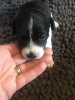 Rat Terrier Puppies for sale in Waverly, IA 50677, USA. price: NA