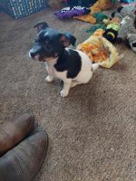 Rat Terrier Puppies for sale in Rice Lake, WI, USA. price: NA