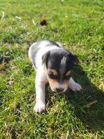 Rat Terrier Puppies for sale in Lynxville, WI 54626, USA. price: NA