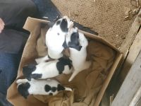 Rat Terrier Puppies for sale in Volga, SD 57071, USA. price: NA
