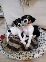 Rat Terrier Puppies for sale in Imlay City, MI 48444, USA. price: NA