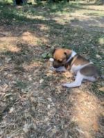 Rat Terrier Puppies for sale in Choctaw, OK 73020, USA. price: NA