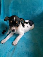 Rat Terrier Puppies for sale in Decatur, AR 72722, USA. price: NA