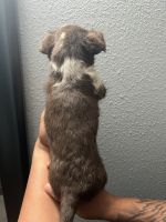 Rat Terrier Puppies Photos