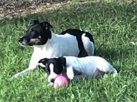 Rat Terrier Puppies for sale in Martin, MI 49070, USA. price: NA
