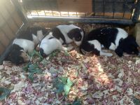 Rat Terrier Puppies for sale in GA-140, Georgia, USA. price: NA