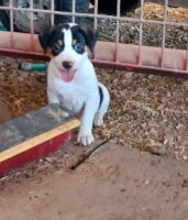 Rat Terrier Puppies for sale in San Angelo, TX, USA. price: NA