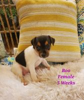 Rat Terrier Puppies for sale in Chesapeake, VA, USA. price: NA