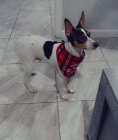 Rat Terrier Puppies for sale in Uniondale, NY 11553, USA. price: NA